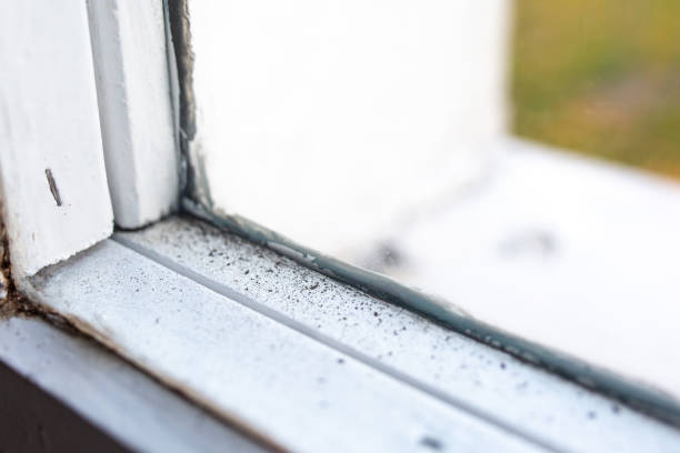 Best Mold Remediation for Healthcare Facilities  in Willard, OH